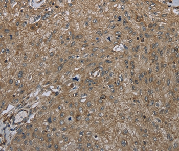 CLPS Antibody