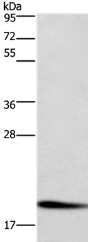 CFL1 Antibody
