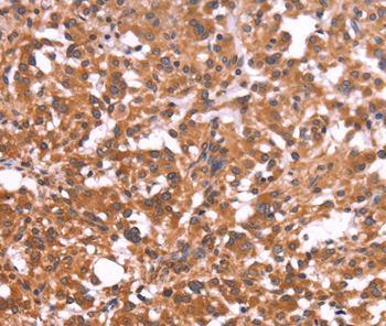 CRISP3 Antibody