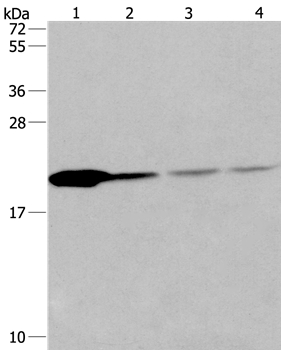 PPIB Antibody