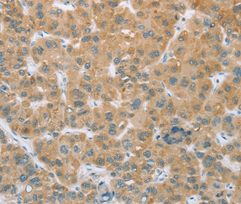 CYP2C9 Antibody