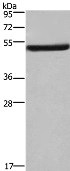 EIF3F Antibody
