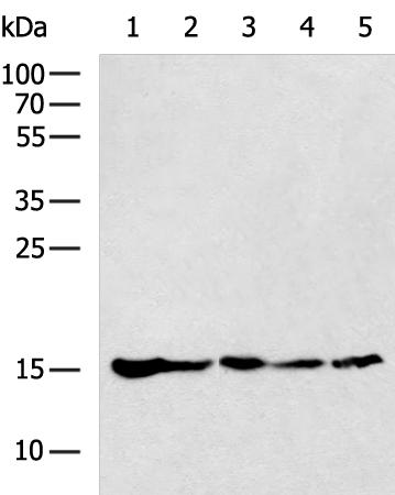 FABP6 Antibody