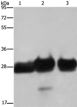 FHL1 Antibody