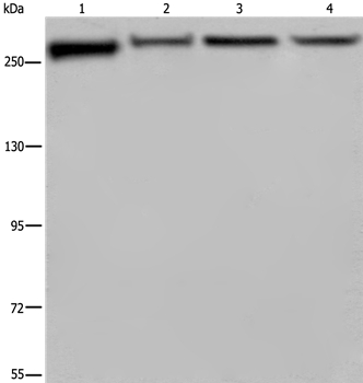 FLNA Antibody
