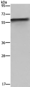 FKBP8 Antibody
