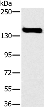 FMNL1 Antibody