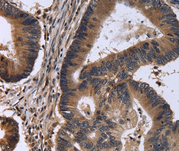 FSTL1 Antibody