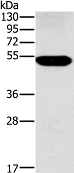 FUCA1 Antibody
