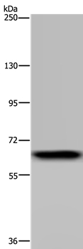 GBP5 Antibody