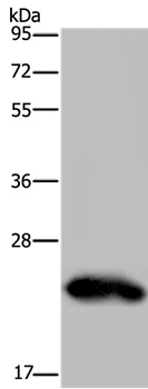 GH2 Antibody
