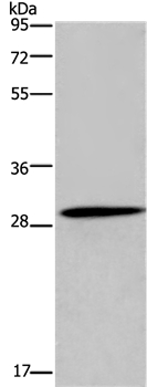 GLIPR1 Antibody