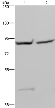 GYS1 Antibody