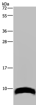 GNG2 Antibody