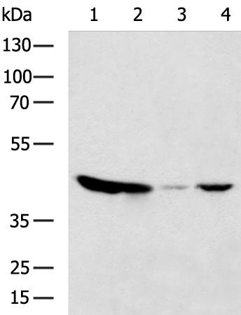 GOT2 Antibody