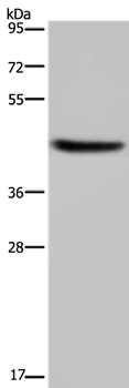 HSD3B1 Antibody