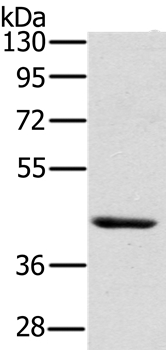 HSD3B7 Antibody