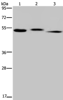 HYAL3 Antibody
