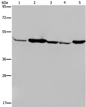 IDH2 Antibody