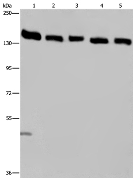 IPO4 Antibody