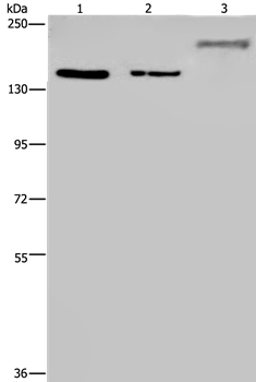 KDM3B Antibody