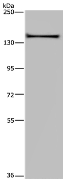 KIF1C Antibody