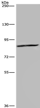 KIF2A Antibody