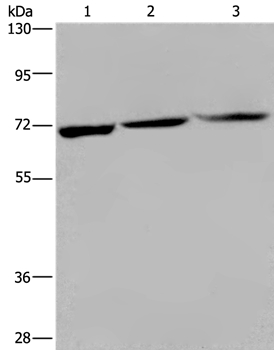 KLHL1 Antibody