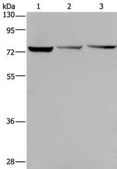 KLHL9 Antibody