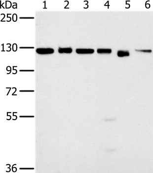 MATR3 Antibody
