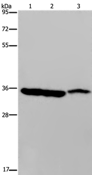 MDH1 Antibody