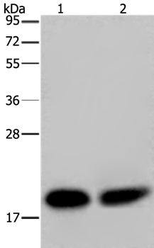 NDUFS4 Antibody