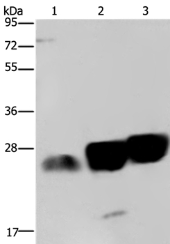 NDUFS8 Antibody