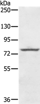 KIRREL2 Antibody