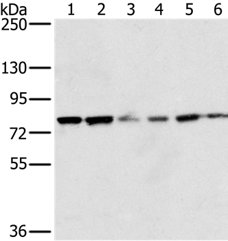 NOX5 Antibody