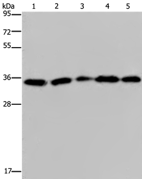 OCIAD1 Antibody