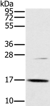 OCIAD2 Antibody