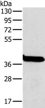 OTC Antibody