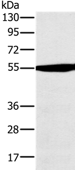 OXCT1 Antibody