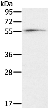 OXSR1 Antibody