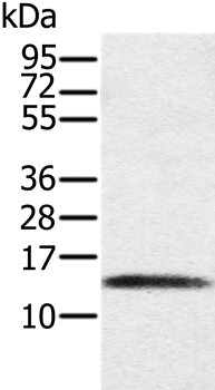PAGE1 Antibody