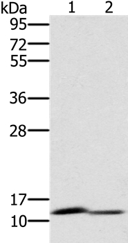 PAGE2 Antibody