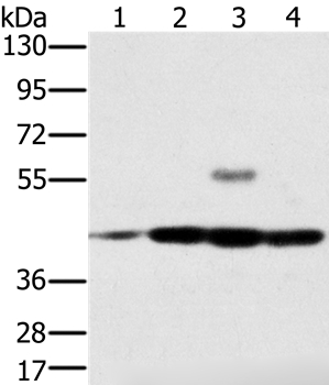 PAICS Antibody