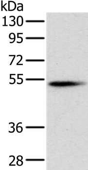 PNLIP Antibody
