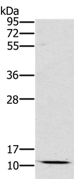 SCGB2A1 Antibody