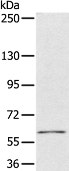 PDP1 Antibody