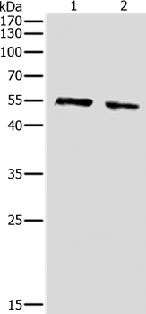 pan-AKT Antibody