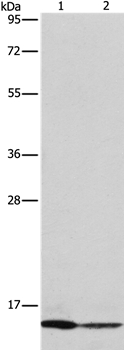 CASP3 (active) Antibody