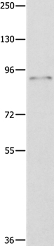 ABCB9 Antibody