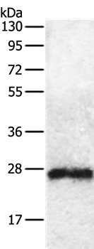 RAB5C Antibody